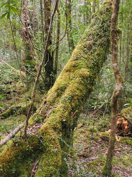 Verweerde boom in Mount Field NP, Australië